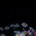 ���� �����, �����, 55 ��� - ��������� 29 �������� 2015 � ������ ���� ����������