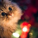 ���� ����/������, ������ �����, 73 ���� - ��������� 18 ������� 2015 � ������ ������