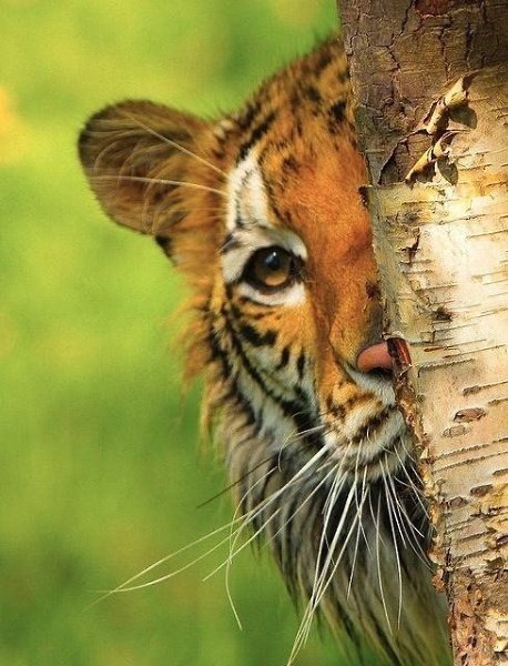 CATS OF ALL - 11  2015  15:34