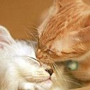 ���� �����, ����, 43 ���� - ��������� 8 ������� 2015 � ������ ������ ��������