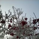 ���� ����, ������, 61 ��� - ��������� 8 ������ 2015 � ������ ������� ������� �����