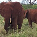���� Aleks, ����� ������� - ��������� 13 ������� 2015 � ������ �Elephants�