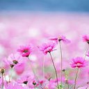 ���� ����, ������, 44 ���� - ��������� 2 ������� 2015 � ������ ���� ����������