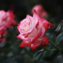 ���� ������, ������ - ��������� 9 ����� 2016 � ������ ������ ��������