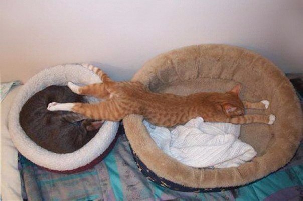      =^.^= - 5