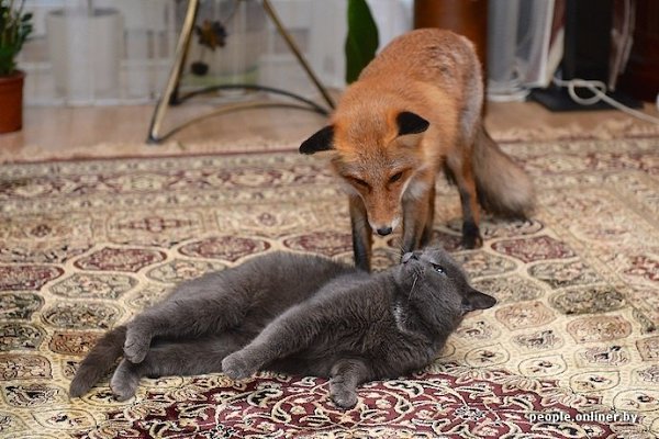 CATS OF ALL - 23  2016  12:07 - 2