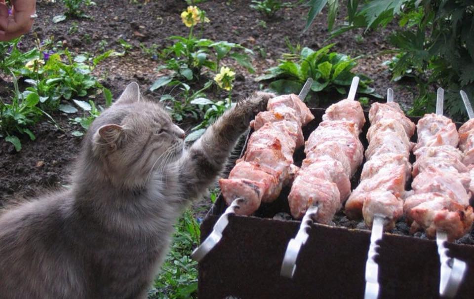 CATS OF ALL - 20  2016  09:52