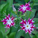 ���� 2016 �� ������� �� ��� - ��������!!!)))�