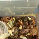 ���� ������, ������, 51 ��� - ��������� 25 ������ 2016 � ������ �����������-11�