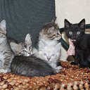 ���� ���������, ��������, 51 ��� - ��������� 26 ��� 2016 � ������ ���� ����������