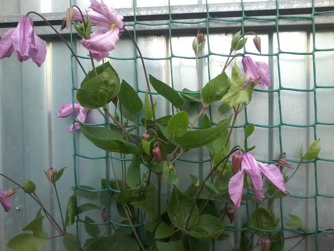 ��� ����� ! - 7