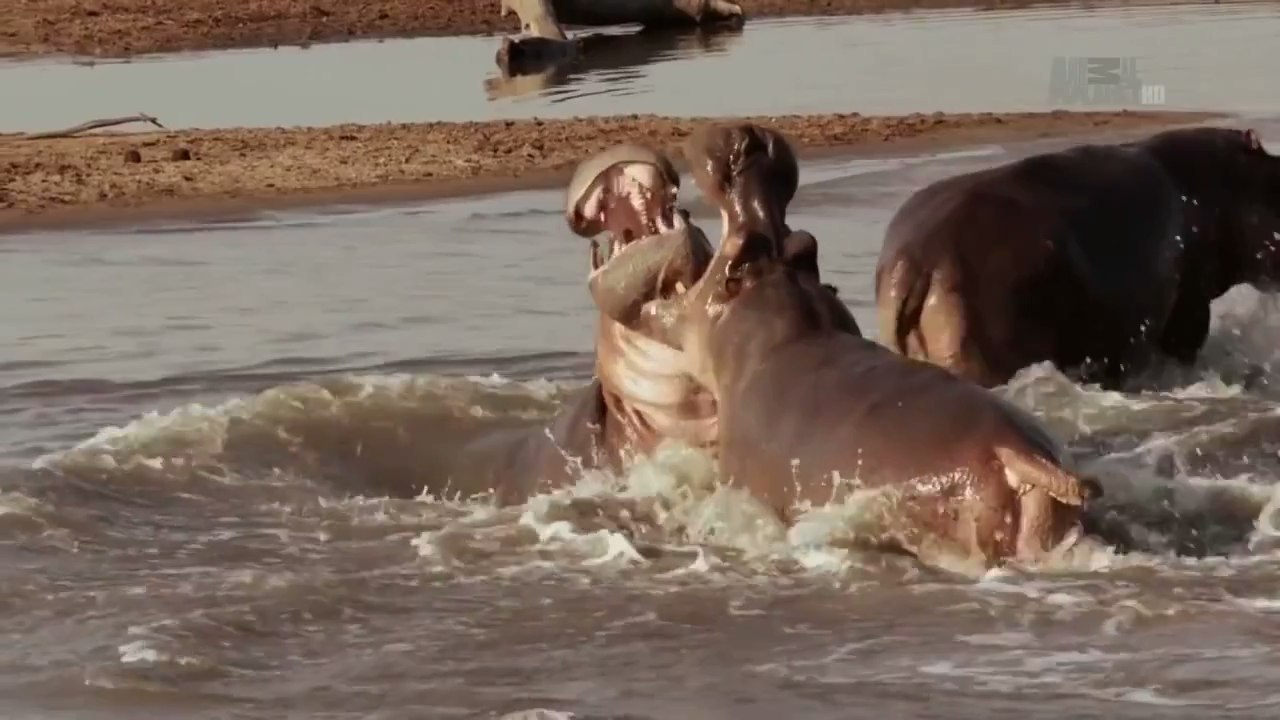  .(Hippo Gangs)    .      ,   ... - 2
