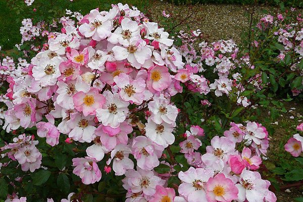 ���� �������� ���������(Penshurst Place & Gardens)����,��������������. ��� �������� ����������� ... - 24