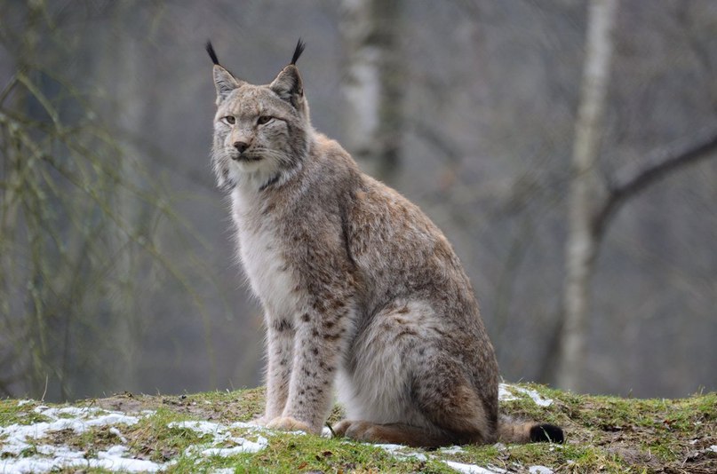Никогда не обижайте котика!Он может позвать старшего брата:)