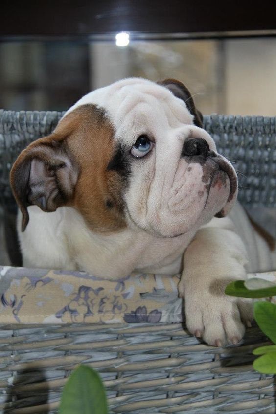 В мире животных - 31 мая 2016 в 13:12