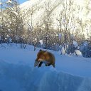 ���� ��������, ���������, 64 ���� - ��������� 7 ��� 2016 � ������ ������ ��������