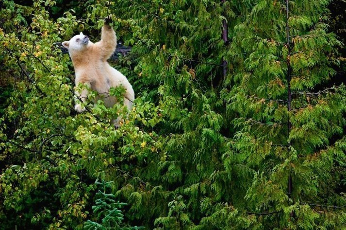-   ,  .#animal@travel.blog - 2