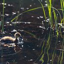  , , 46  -  6  2016   Pin-Up 04_06_16