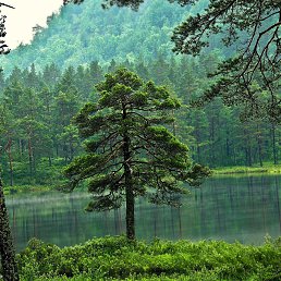 �������, ������