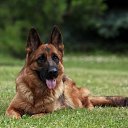  Robert, , 52  -  27  2016    