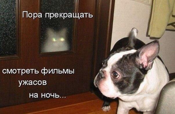 Без кота и жизнь не та - 14 марта 2016 в 02:30