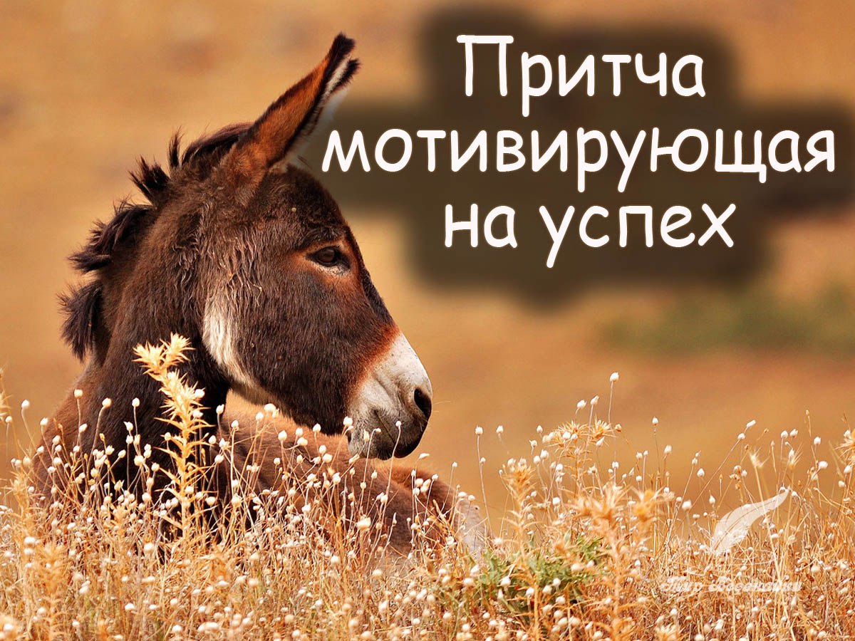 Один человек купил за сто долларов осла у старого крестьянина. Крестьянин должен был привести ему ...