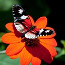 ���� *Ni��*, ������ - ��������� 6 ��� 2016 � ������ ���� ����������