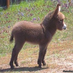 Rs, ������, 39 ���