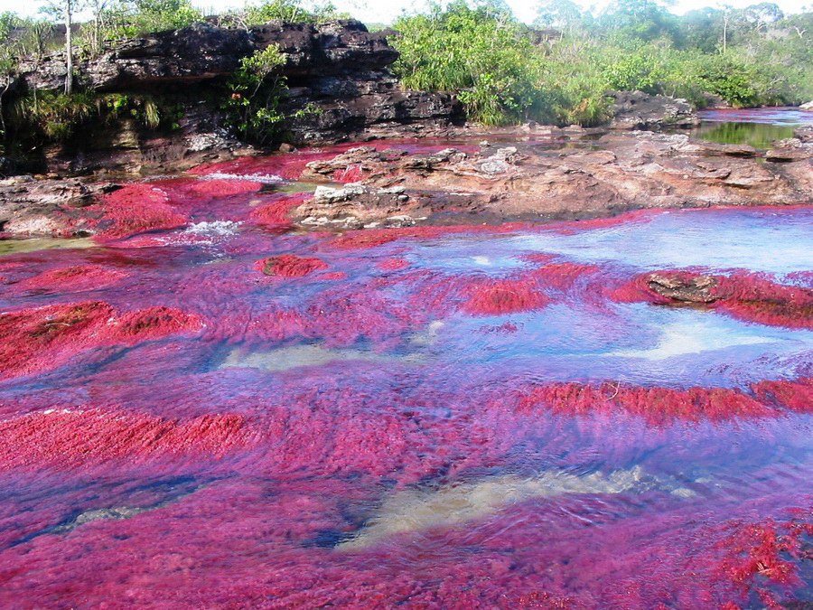   (Cao Cristales -  )    ,     ...