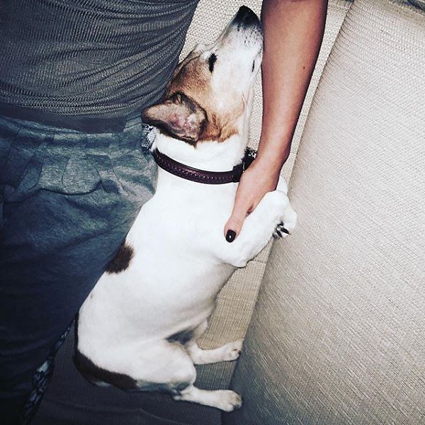 Самое крепкое рукопожатие... #bobza #jackrussell