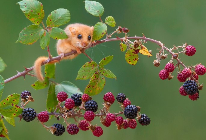 В мире животных - 18 апреля 2016 в 12:01