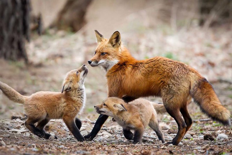 Живая природа - 3 июня 2016 в 13:16 - 2