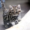 ���� ����, ������ ��������, 52 ���� - ��������� 7 ���� 2016 � ������ ��������� ����