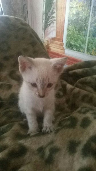 #Безкота_добро.Нашла Симбу в возрасте 2-х недель на улице.из-за того,что кот долго был под дождем у ... - 5