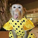 ���� ���-�����, ������, 45 ��� - ��������� 11 ����� 2016