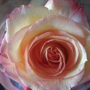 ���� �����, ���������, 33 ���� - ��������� 8 ��� 2016 � ������ ���� ����������