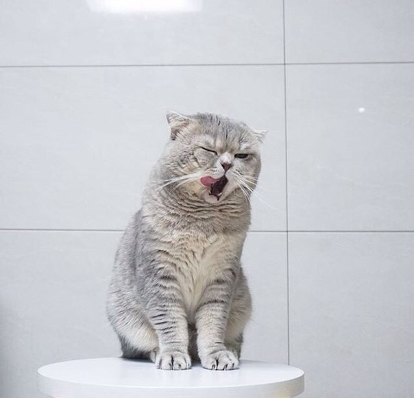 Без кота и жизнь не та - 13 марта 2016 в 08:30 - 6