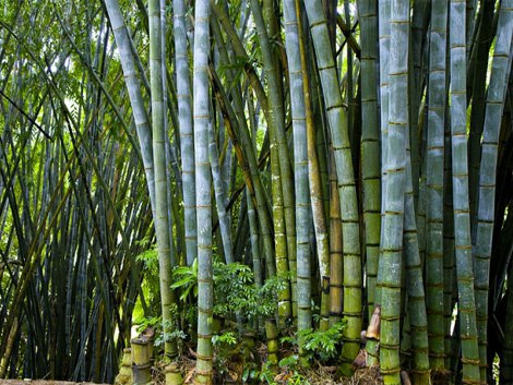 Королевский Ботанический Сад (Royal Botanical Garden) в Перадении один из лучших в Азии. Созданный в ... - 6