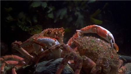  .(Ocean origins)      ... - 3