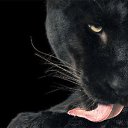 ���� Bagira, ������ - ��������� 4 �������� 2016 � ������ ���� ����������
