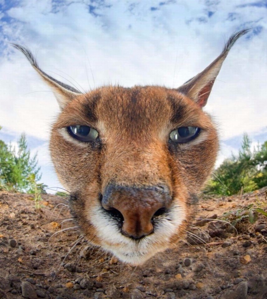     .#animal@travel.blog