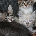 ���� ���������, ��������, 51 ��� - ��������� 26 ��� 2016 � ������ ���� ����������