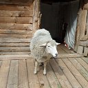  , - -  21  2016    .