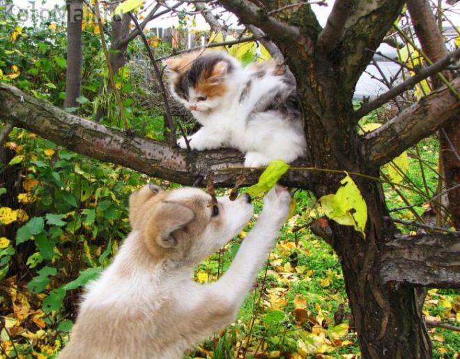 CATS OF ALL - 30  2016  14:54