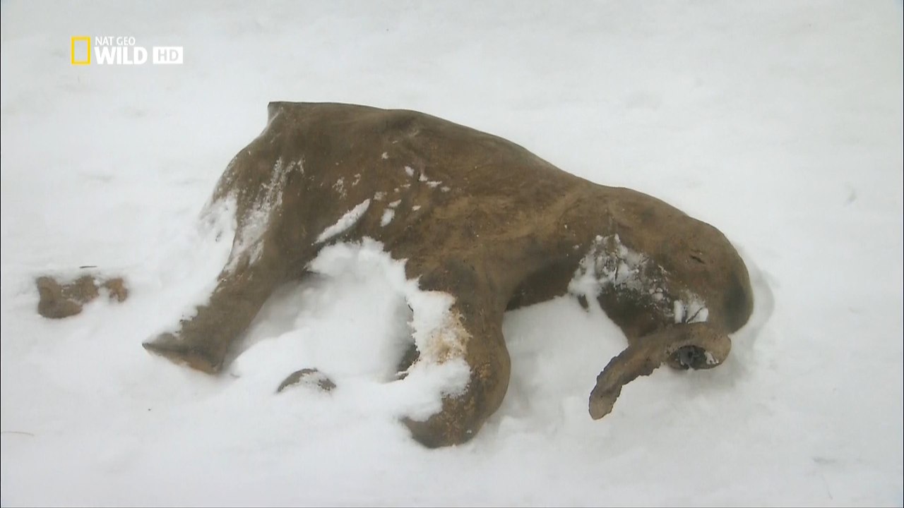 :   .(Waking the Baby Mammoth)     ... - 3