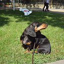  ,  , 39  -  24  2016     2016