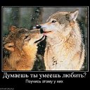 ���� Wolf, ������, 61 ��� - ��������� 23 ���� 2016 � ������ ������