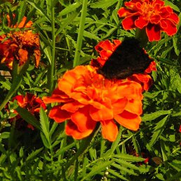 ����, �������, 26 ���