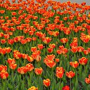 ���� ����������, ������� ��������, 63 ���� - ��������� 20 ��� 2016 � ������ ������� �������