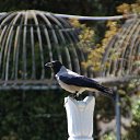  , , 60  -  5  2016     ,03.04.16.